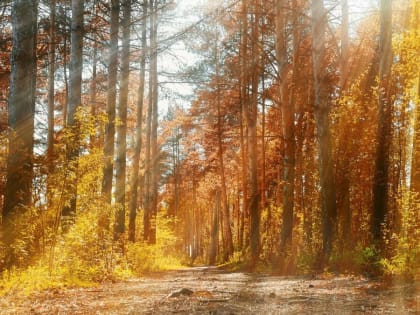 Врач: собранные вдоль трасс грибы могут привести к интоксикации