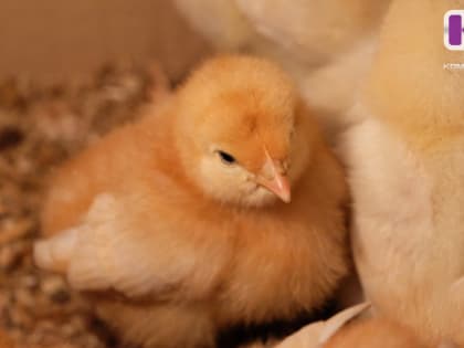 В Княжпогостском районе ввели карантин по птичьему гриппу