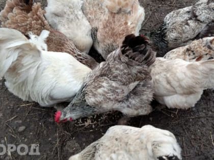 Минсельхоз Коми рассказал, когда снимут карантин по птичьему гриппу в Зеленце