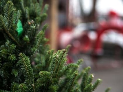 Ёлочный базар начнет свою работу в Эжве с 22 декабря