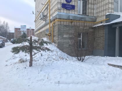 В Сыктывкаре под Новый год спилили и украли высаженную горожанами сосну