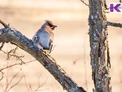 Из-за потепления климата зимовка птиц сдвинулась на север Коми