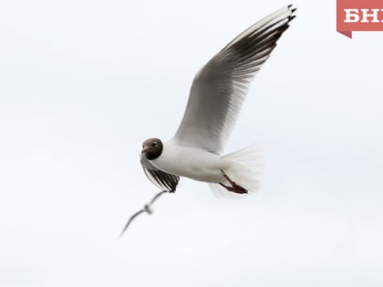 В Ухте и Сосногорском районе установлен карантин по птичьему гриппу