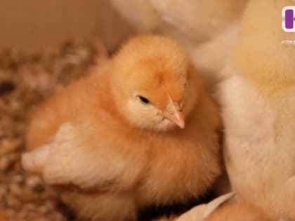 В Княжпогостском районе сняли карантин по птичьему гриппу