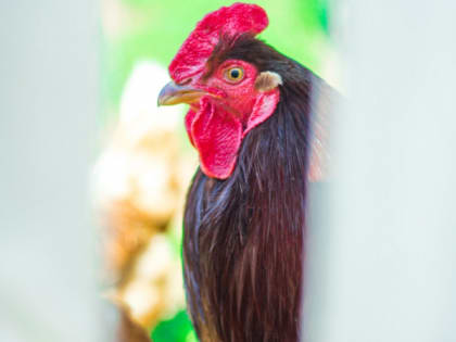 В одном из районов Коми сняли карантин по гриппу птиц