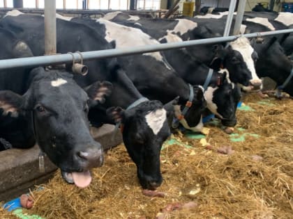 В Минсельхозе Коми сообщили о распространении сибирской язвы в России