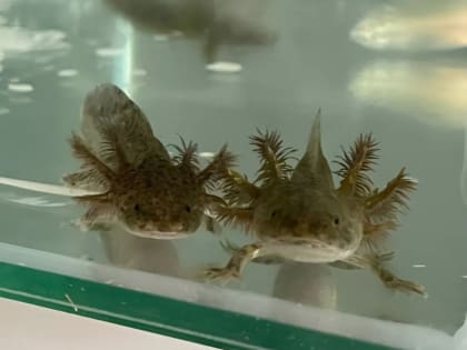 Необычные посылки 2024 года: от инкубационных яиц  до двухметровой матрёшки