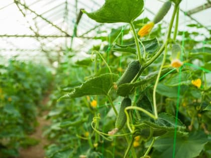 Горечь полезна всем