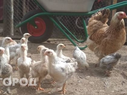 В Коми реализацию сырой продукции птицефабрики "Зеленецкая" возьмут на особый контроль