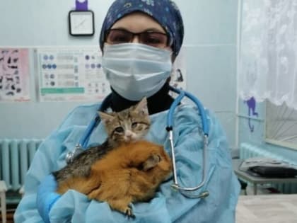 Бездомных животных будут лечить студенты