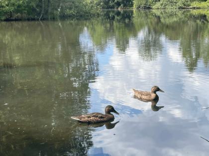 Коми накроет туман
