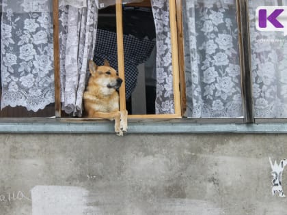 В России предложили массово создавать инфраструктуру для собак