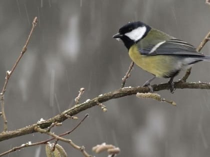 На следующей неделе на всей территории Коми ожидаются дождь со снегом