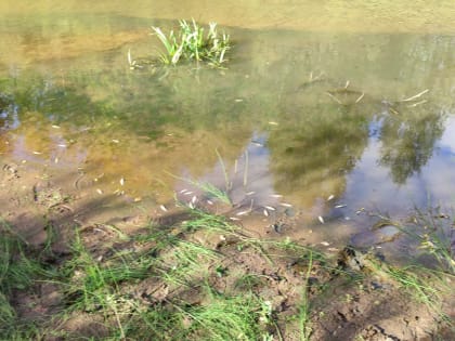 Специалисты взяли пробы воды из реки Човью в месте массовой гибели рыбы - Минприроды Коми