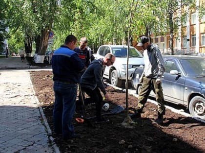 Центральные улицы столицы украсят липы и клены