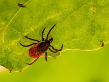 За неделю в Коми 58 человек обратились к врачам из-за укусов клещей