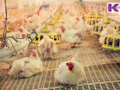 В продукции птицефабрики "Зеленецкая" обнаружен вирус гриппа птиц