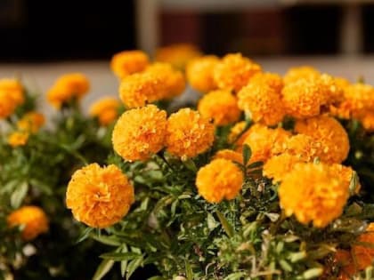 В Эжве скоро высадят цветы