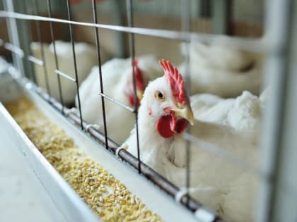 Где ж вы, куры зеленецкие? Тушки убитых птиц будут массово сжигать в Эжвинском районе