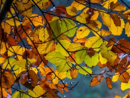 Cиноптики в Коми предупредили о дождях