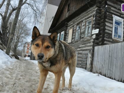 В Усть-Куломском районе возобновили отлов безнадзорных животных