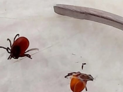 В Коми за неделю клещи покусали 36 человек