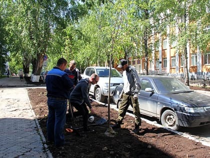 В Сыктывкаре приступили к высадке крупномерных деревьев