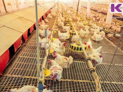 В Сыктывкаре и Сыктывдинском районе введен карантин по гриппу птиц