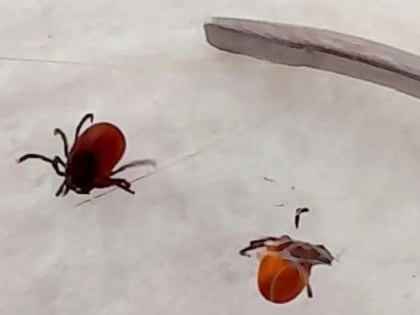 За неделю клещи в Коми покусали 60 человек