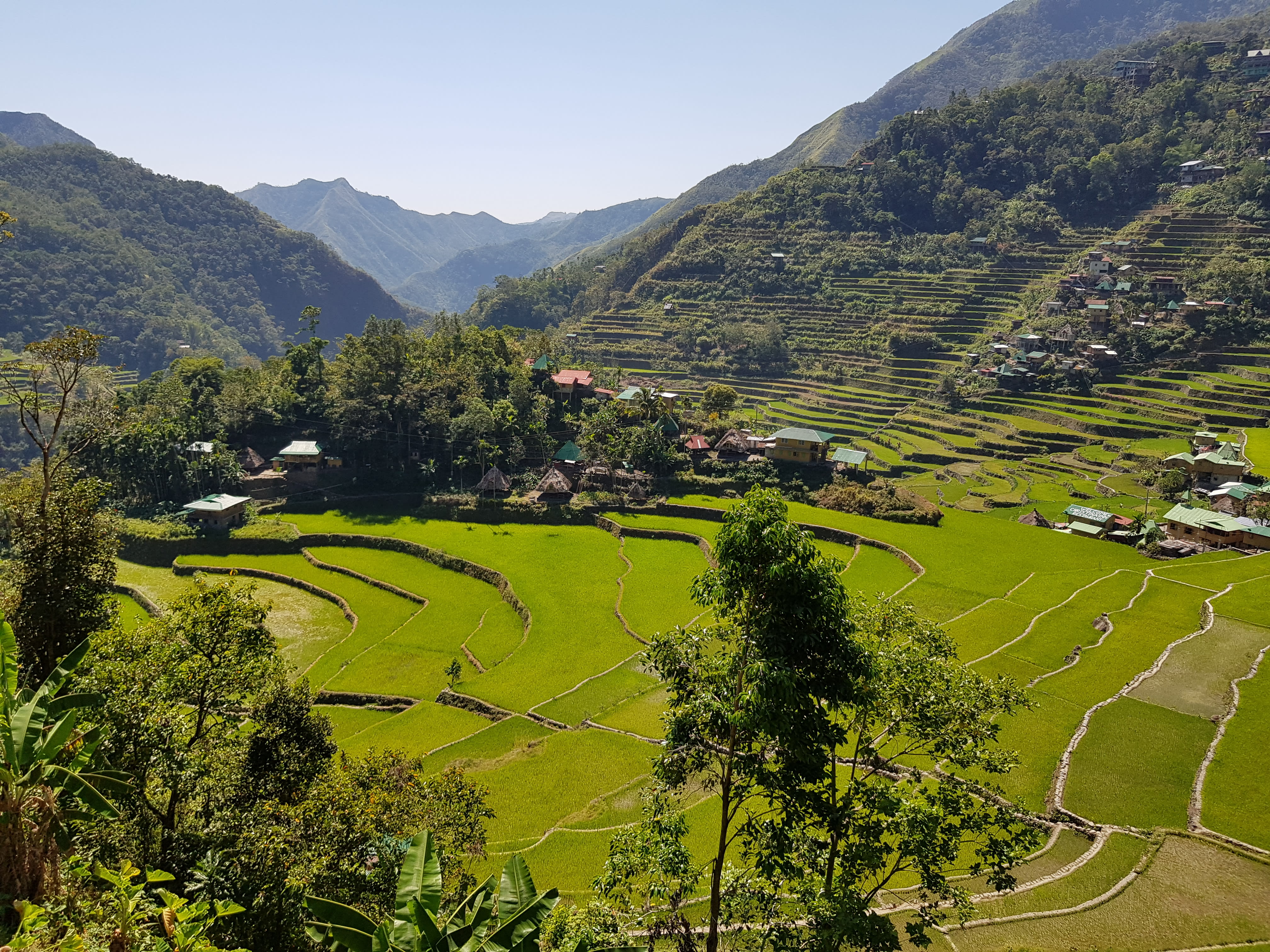 Batad rice terraces