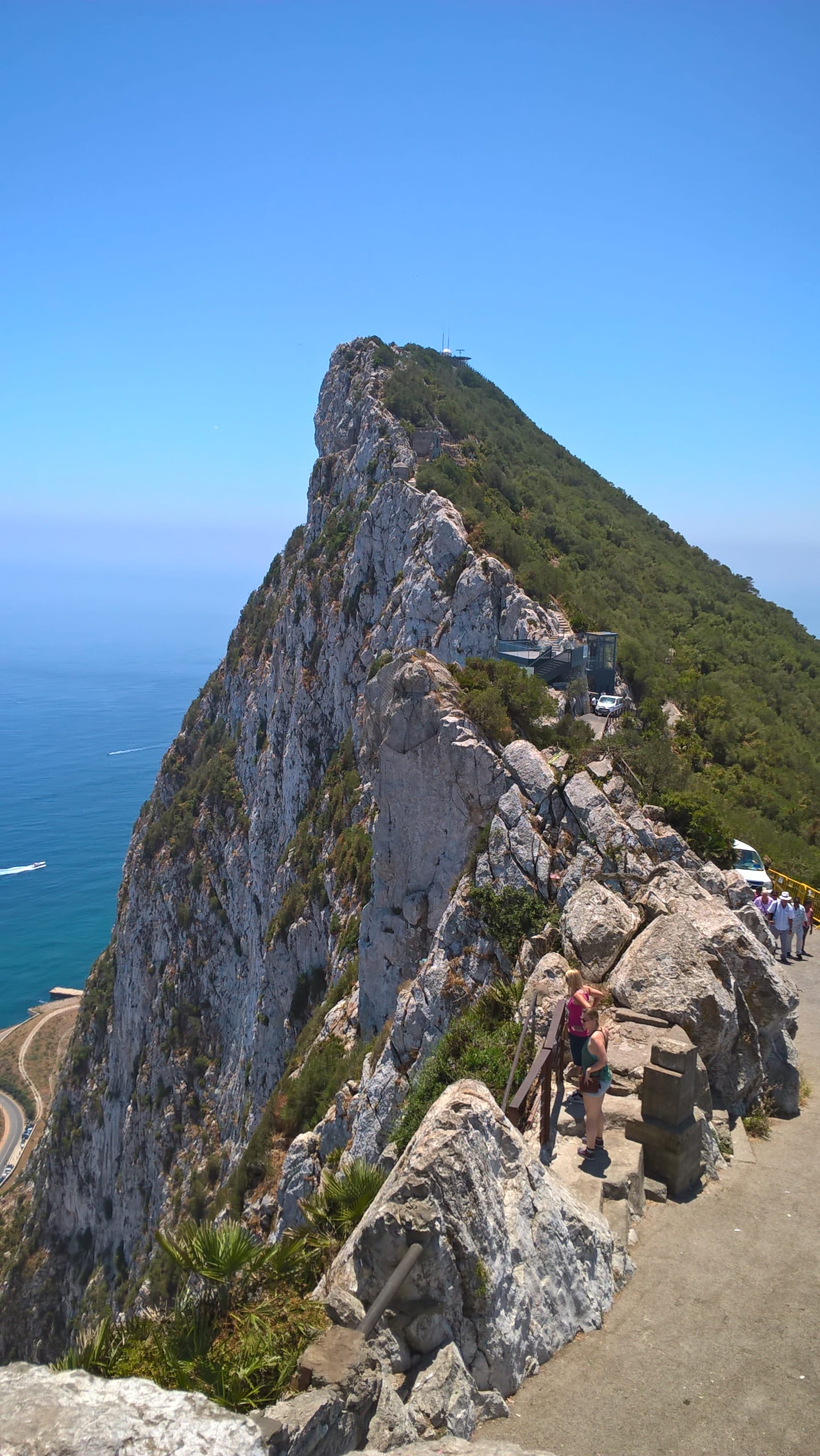 Gibraltar macaques