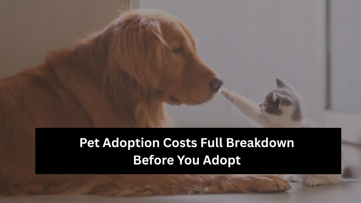 Pet Adoption Costs 2026: Dog & Cat First-Year Budget