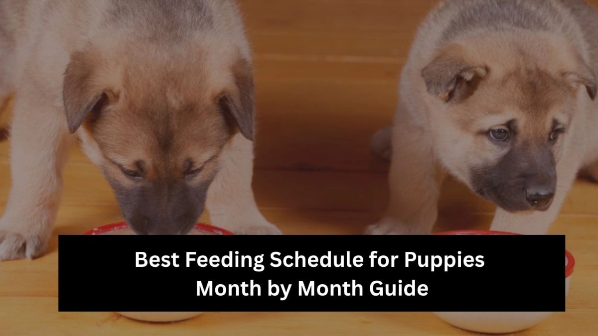Puppy Feeding Schedule by Age: How Often to Feed