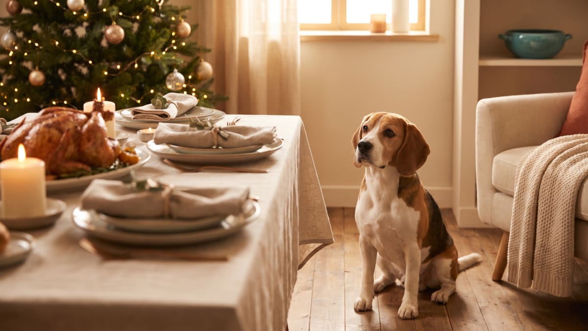 Holiday Pet Hazards: What's on Your Table and Tree