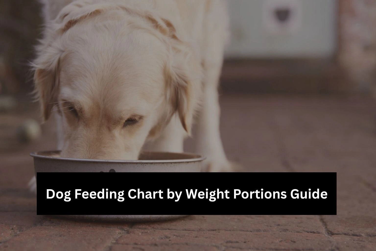 Dog Feeding Chart by Weight Portions Guide