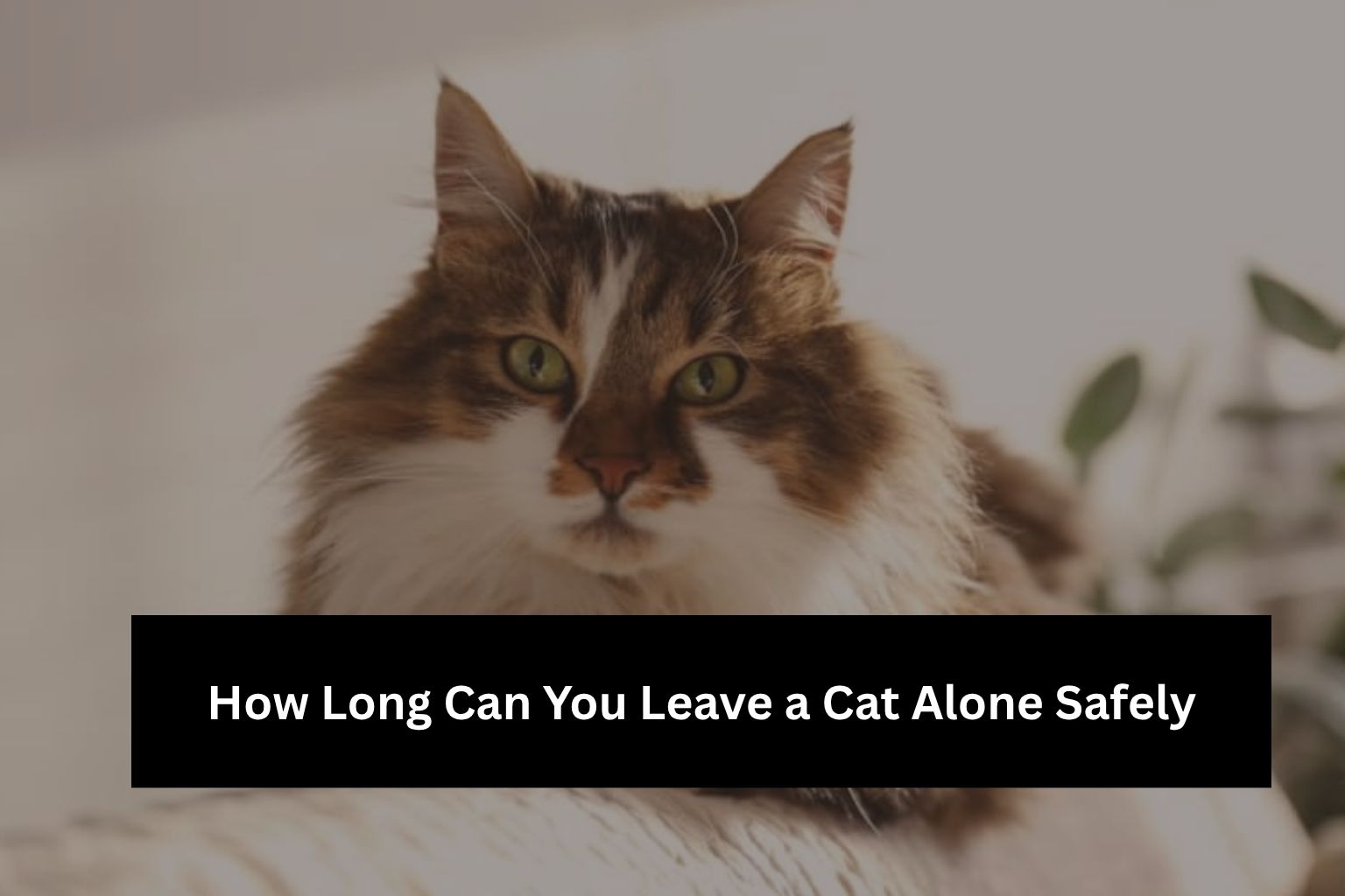 How Long Can You Leave a Cat Alone Safely