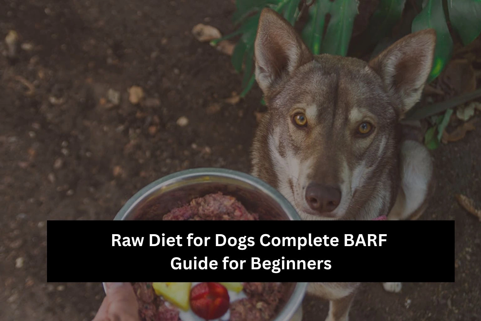 Raw Diet for Dogs Complete BARF Guide for Beginners