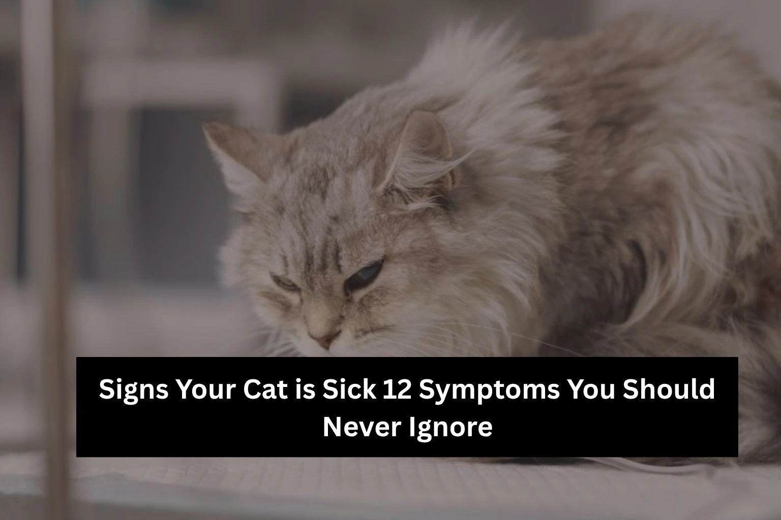 Signs Your Cat is Sick 12 Symptoms You Should Never Ignore
