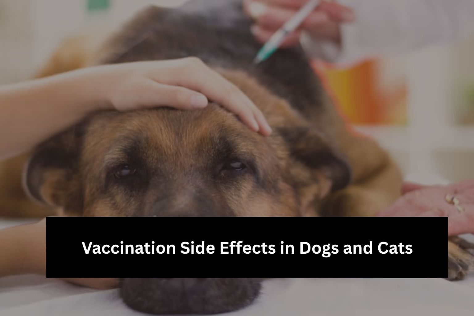 Vaccination Side Effects in Dogs and Cats