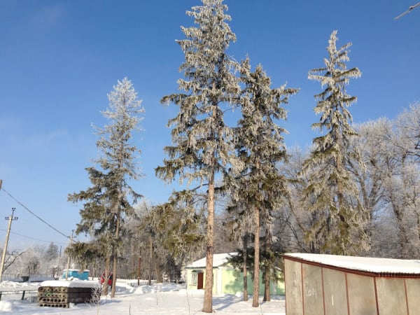Високі ялинки в інеї на тлі блакитного неба, засніжені дерева та будівлі в селі Печера