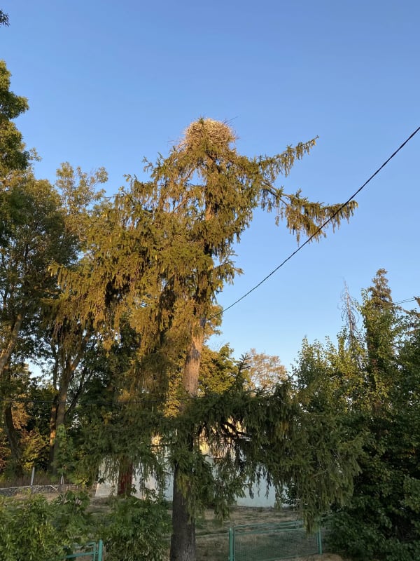 Велике гніздо лелеки на верхівці високого дерева на тлі блакитного неба в селі Печера