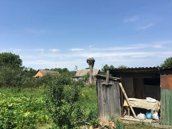 Лелека в гнізді на стовпі, сільський пейзаж, Печера, Вінницька область, Україна