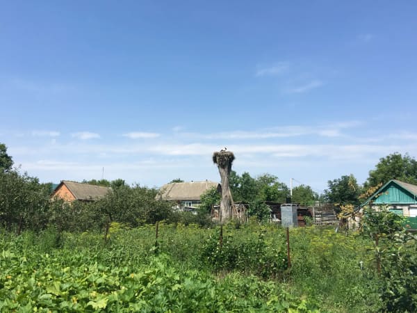 Лелека сидить у великому гнізді на високому стовбурі дерева серед сільських будинків та зелених городів у селі Печера