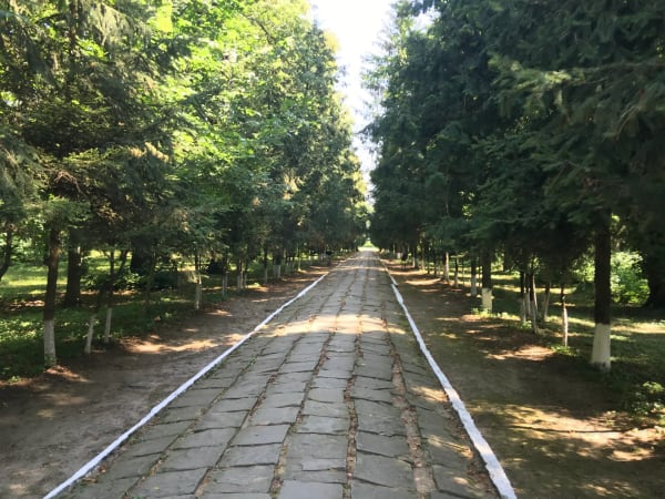 Довга алея з кам'яною доріжкою, обсаджена високими деревами з обох боків, у Печерському парку.