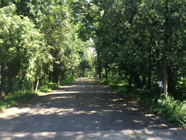 Довга алея Печерського парку, оточена високими зеленими деревами, з сонячним світлом, що пробивається крізь листя.