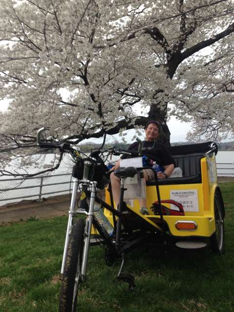 Things to do in DC — See the Cherry Blossoms