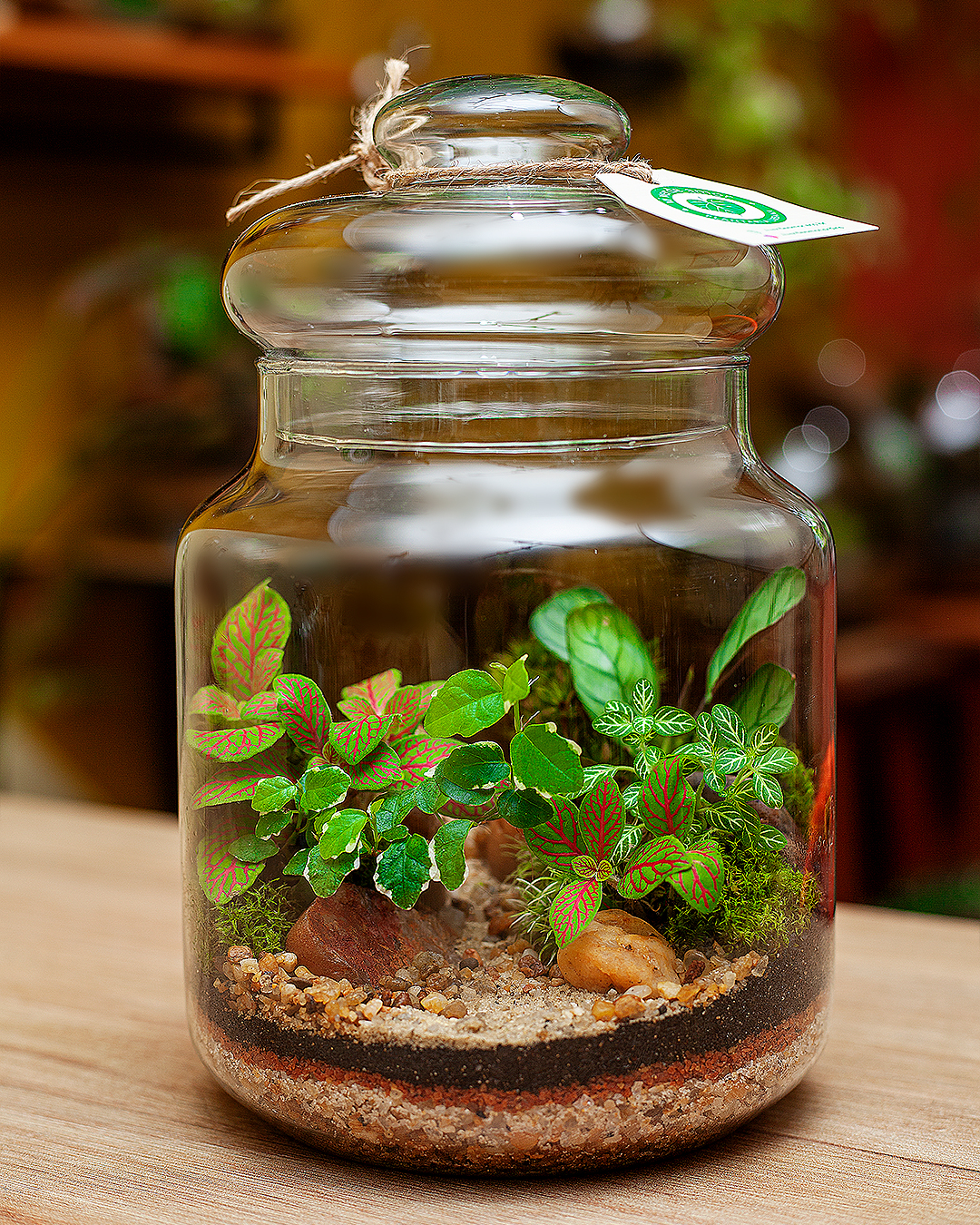 Terrário Médio Tropical — imagem 2
