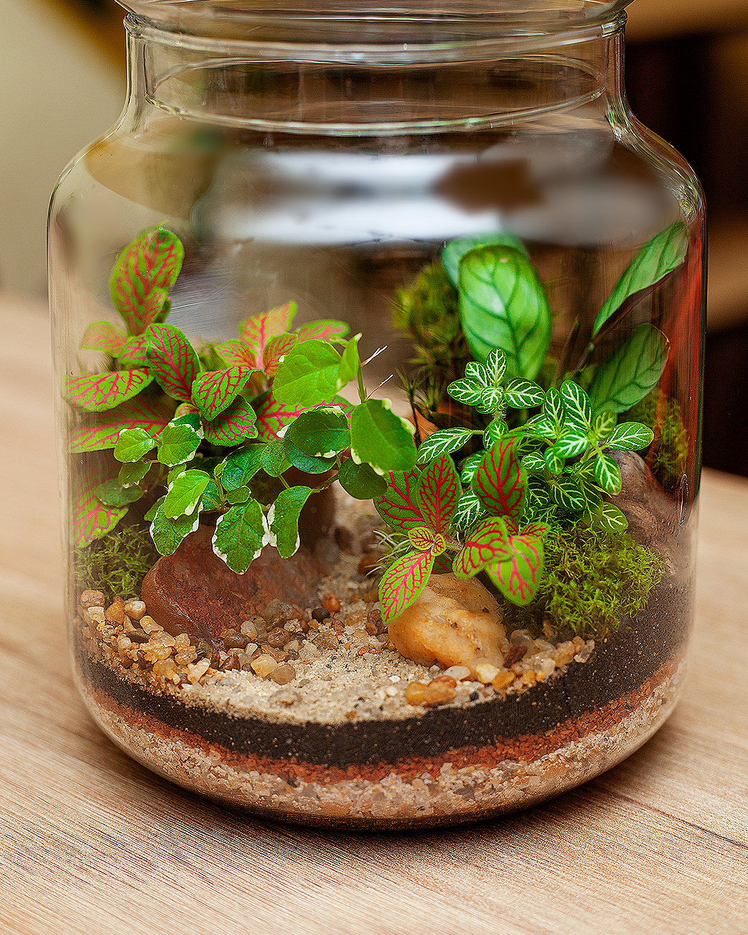 Terrário Médio Tropical — imagem 3