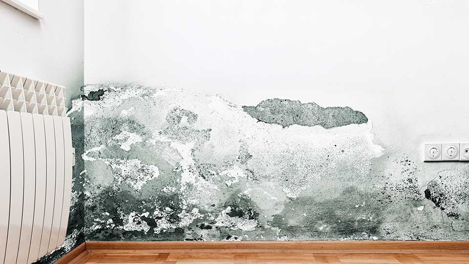 Restoration Services