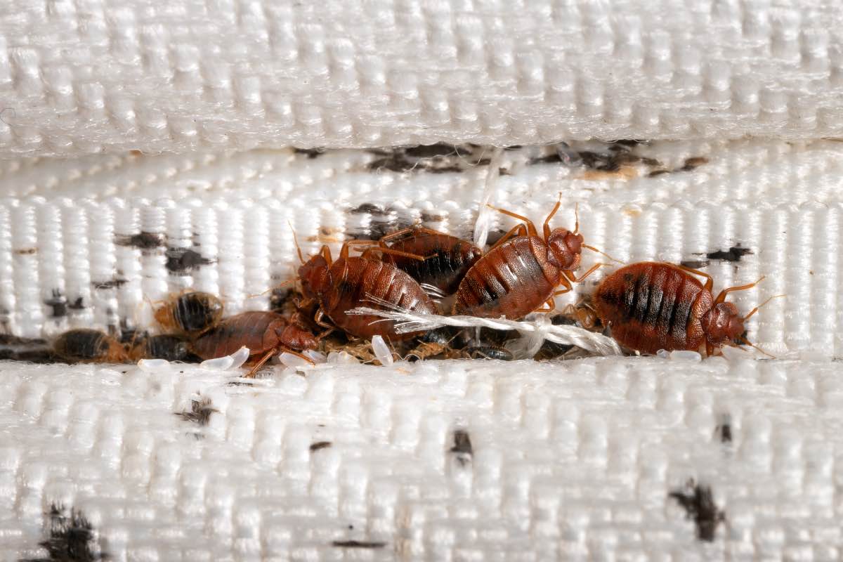 Image of some bed bugs.